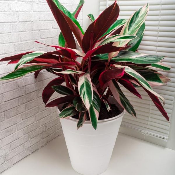 Potted plant with red, green, and white variegated leaves placed against a white brick wall and a window with blinds.