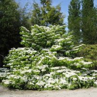 A lush bush with abundant white flowers stands in front of a wooded area under a clear blue sky.