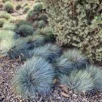 Ornamental grasses and a small shrub grow on a gravelly surface.