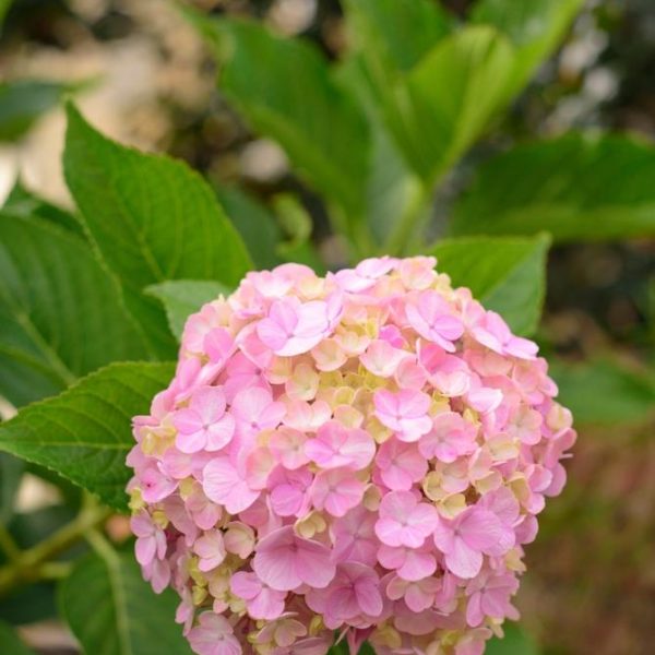 Close-up of a pink hydrangea flower with green leaves in the background.