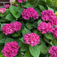 Pink hydrangea flowers with green leaves in a garden, near a brick wall.