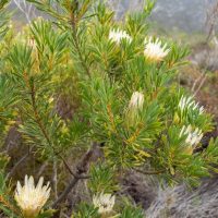 The Protea repens 'White' plant, with its green leaves and unique white spiky flowers, flourishes in a natural setting and is ideally suited for an 8" pot.