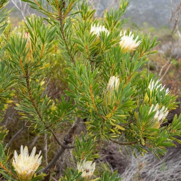 The Protea repens 'White' plant, with its green leaves and unique white spiky flowers, flourishes in a natural setting and is ideally suited for an 8" pot.