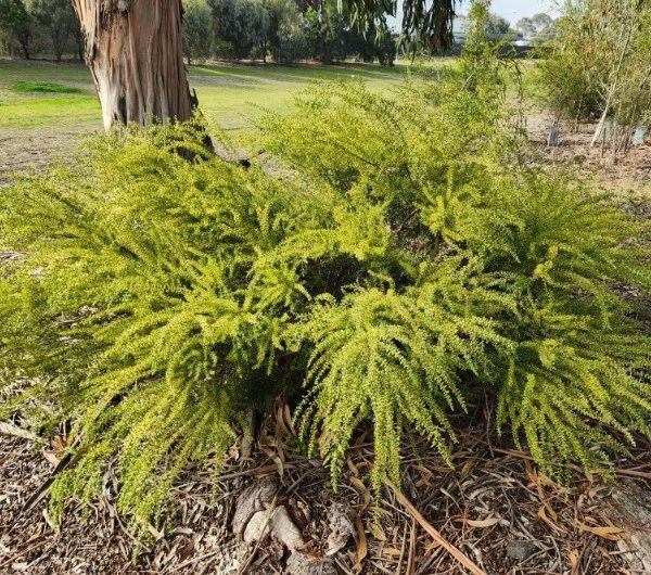 An Acacia 'Little Nugget' (Copy), with long, slender green leaves that resemble a miniature Acacia, is growing at the base of a tree in a grassy area.