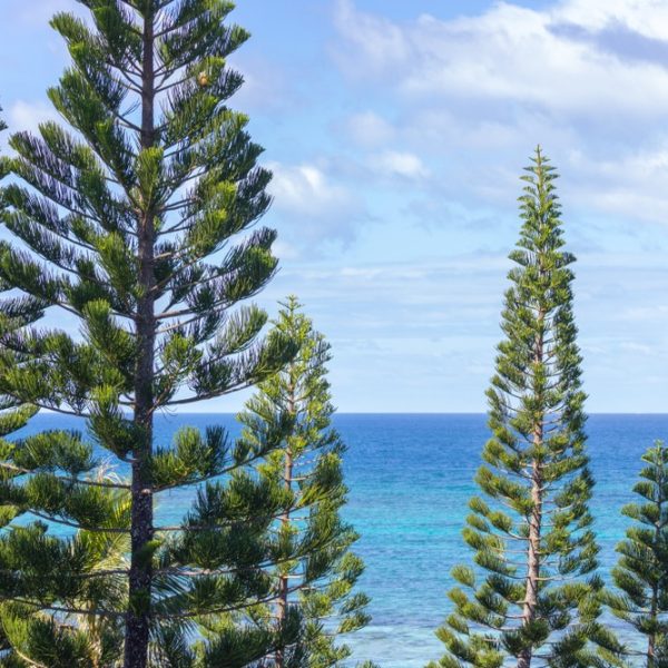 Tall evergreen pine trees with a backdrop of clear blue ocean and sky.