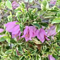 Variegated green leaves with purple bougainvillea flowers in bloom.