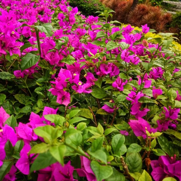 A vibrant cluster of pink bougainvillea flowers with green leaves, surrounded by other plants in a garden setting.