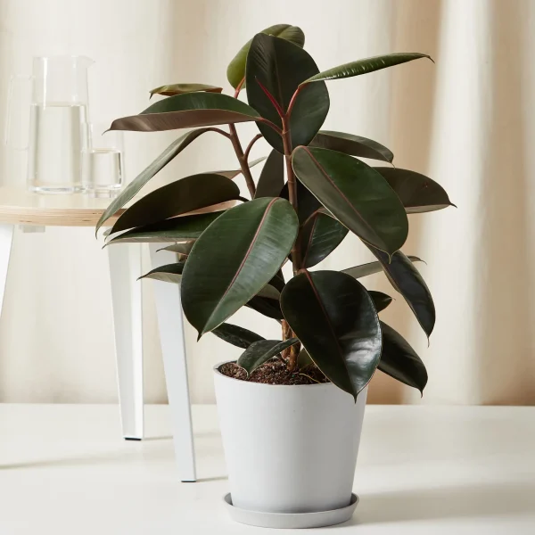Rubber plant in a white pot on a pristine table, evoking the serene elegance of a Hamptons garden, with a clear glass pitcher and two glasses adding to the tranquil setting.