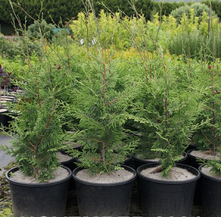 Several young Cupressus BetterGreen 'Madeline' Cypress trees in black pots are arranged in a garden nursery setting, inviting you to buy them for your landscape.