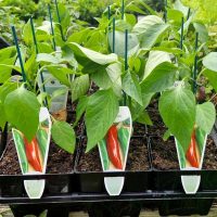 Capsicum 'Bangalore Torpedo' Chilli Pepper plants in black 4" pots, supported by green stakes, are neatly arranged on a wooden surface. Each pot is adorned with a photo label showcasing a fiery red chili pepper. A lush backdrop of greenery enhances the vibrant scene.