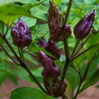 The Capsicum 'Yaki Blue' Chilli Pepper, similar in appearance to the Bangalore Torpedo Chilli Pepper, thrives on a plant adorned with vibrant green leaves.