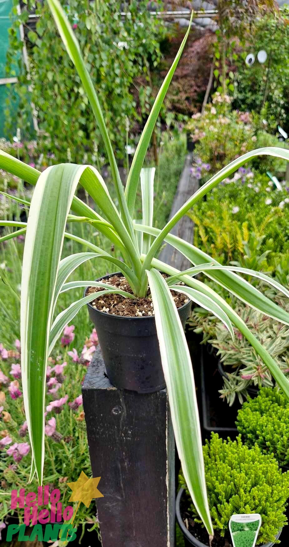 The Chlorophytum 'Spider Plant' in a 5" pot, featuring vibrant, long arching green and white leaves, thrives outdoors alongside various other plants, bringing natural elegance to the garden.