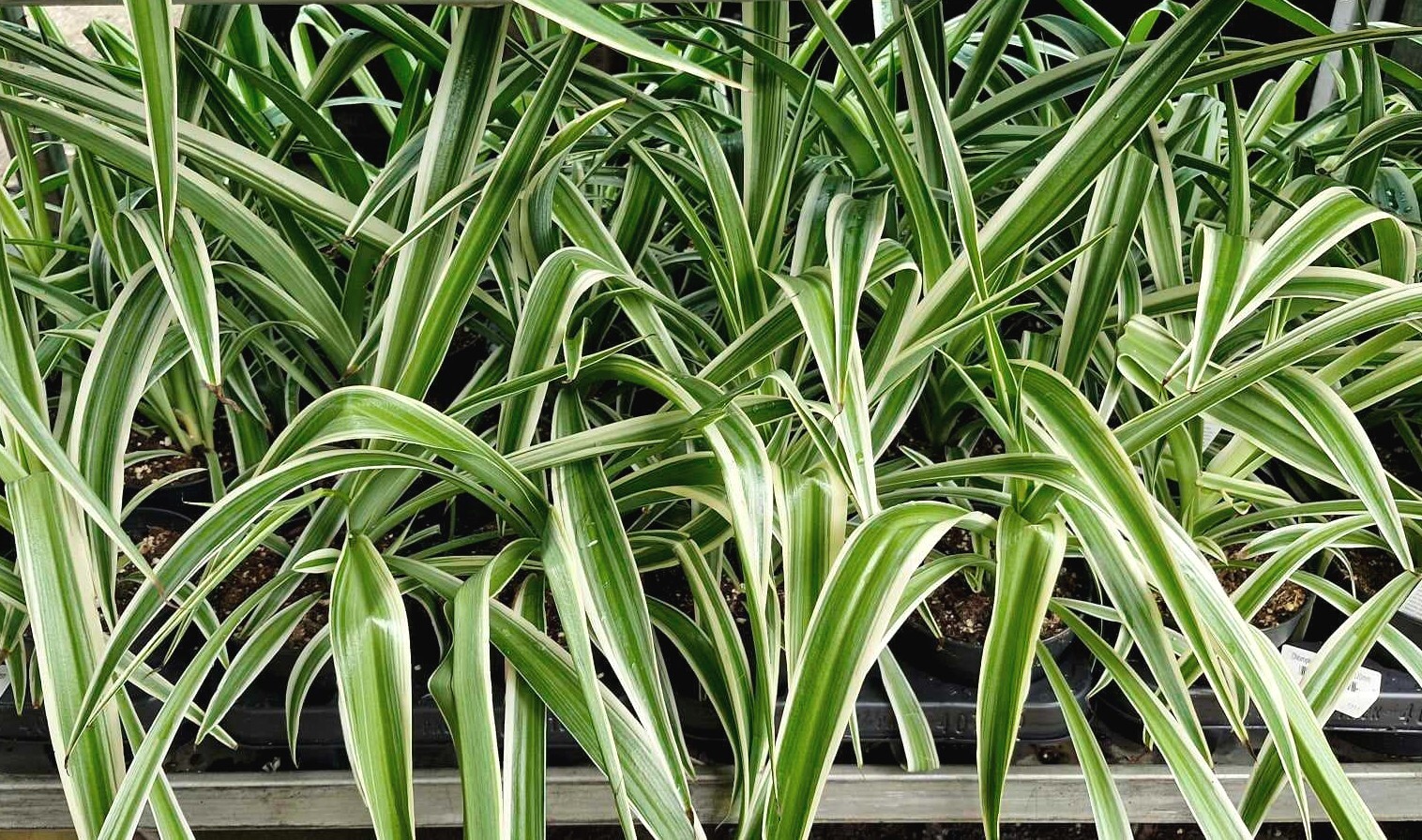 Close-up of several Chlorophytum 'Spider Plant' 5" Pots, featuring long green leaves with white stripes, elegantly arranged on a shelf.
