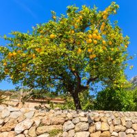 A lemon tree with ripe yellow fruit stands behind a stone wall under a clear blue sky.