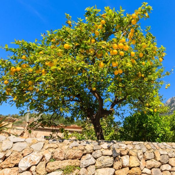 A lemon tree with ripe yellow fruit stands behind a stone wall under a clear blue sky.
