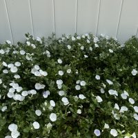 White flowers in a cluster of green foliage against a light gray wall.