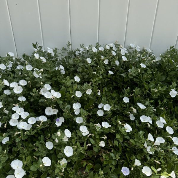White flowers in a cluster of green foliage against a light gray wall.