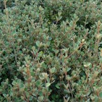 Dense green shrubbery with small, rounded leaves fills the frame, showcasing the lush beauty of Correa alba 'White Correa'.