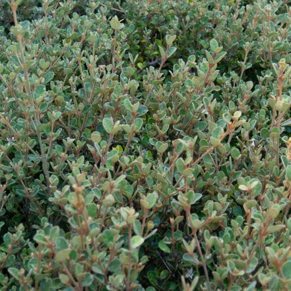Dense green shrubbery with small, rounded leaves fills the frame, showcasing the lush beauty of Correa alba 'White Correa'.