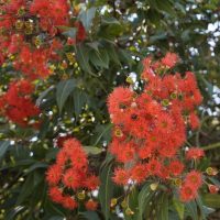 Bright red eucalyptus flowers with feathery petals and green leaves are densely clustered on a tree.
