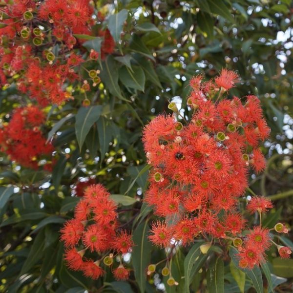Bright red eucalyptus flowers with feathery petals and green leaves are densely clustered on a tree.