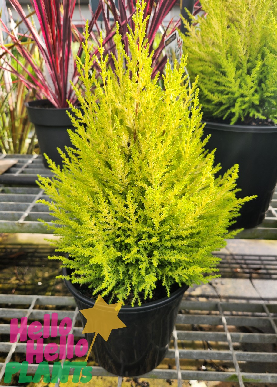 A Cupressus 'Wilma' Lemon Scented Conifer in an 8" pot with bright green foliage sits on a metal shelf among other potted plants. "Hello Hello PLANTS" is displayed in the lower left corner.