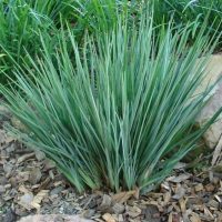 A dense clump of green, grass-like leaves growing from the ground, surrounded by mulch and rocks.