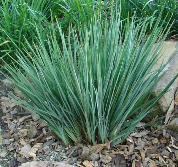 A dense clump of green, grass-like leaves growing from the ground, surrounded by mulch and rocks.