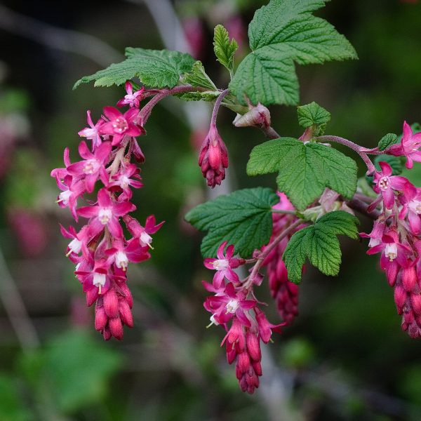 A branch from a Hamptons garden bursts with vibrant pink and red flowers, complemented by lush green leaves against a softly blurred background.