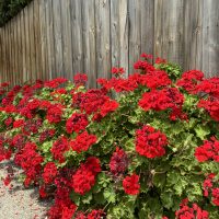 Red geraniums blooming along a wooden fence beside a gravel path.