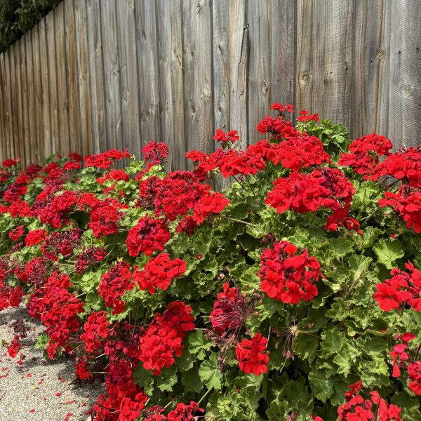 Red geraniums blooming along a wooden fence beside a gravel path.