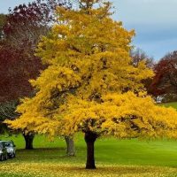 In a grassy field, a solitary Ginkgo 'Blagon Fanfare' (Copy) tree flaunts its bright yellow leaves, with several parked cars partially visible on one side. The sky appears overcast.