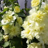 Hollyhock 'Double Yellow' in a 4" pot features double yellow flowers with ruffled petals, flourishing against a backdrop of lush green leaves.