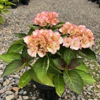 A Hydrangea 'Tea Time™ Chique' in a 7" pot with pink-edged blooms sits on a gravel path, surrounded by other plants in a greenhouse setting.