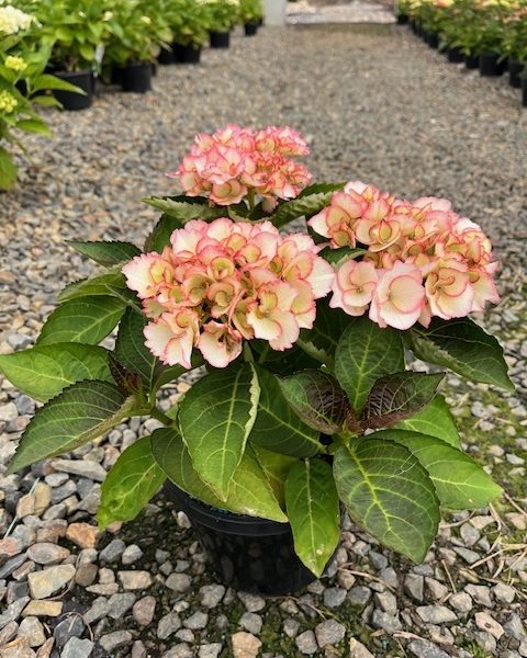 A Hydrangea 'Tea Time™ Chique' in a 7" pot with pink-edged blooms sits on a gravel path, surrounded by other plants in a greenhouse setting.