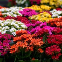 The Kalanchoe 'Mix' 5" Pot showcases a lively arrangement of small flowers in an array of pink, red, orange, yellow, and white hues, flourishing amidst lush green foliage.