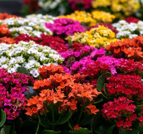 The Kalanchoe 'Mix' 5" Pot showcases a lively arrangement of small flowers in an array of pink, red, orange, yellow, and white hues, flourishing amidst lush green foliage.