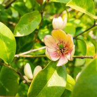 A single pink and yellow flower with dark center is surrounded by vibrant green leaves in bright sunlight.