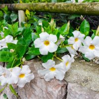 White flowers with yellow centers grow along a stone wall, surrounded by green leaves.