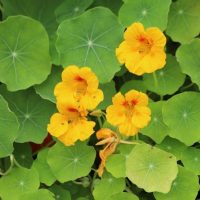 Gardeners will love the Nasturtium 'Alaska' flowers with their vibrant yellow blossoms and distinct circular green leaves, all flourishing beautifully in a handy 4" pot.