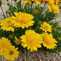 Yellow flowers with green leaves, surrounded by small stones.