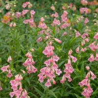 A group of pink, bell-shaped blooms with green foliage flourishes in the garden, highlighting the charm of the Penstemon 'Hidcote' 4" Pot, a lovely addition ready to enhance your space.