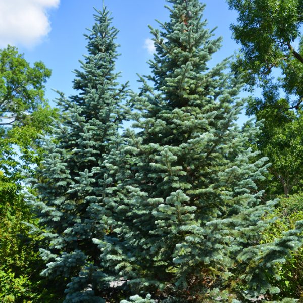 Picea 'Blue Diamond' Spruce trees with rich green foliage rise against a vibrant blue sky, scattered with a few clouds. The lush surrounding greenery enhances the tranquil landscape.