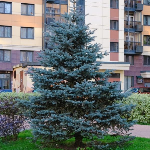 A blue spruce tree stands in front of a multi-story apartment building, surrounded by shrubs.