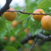 Vibrantly colored Prunus 'Bulida' apricots hang from the branches of a dwarf tree in a 10" pot, their lush ripeness visible through the rich green leaves.