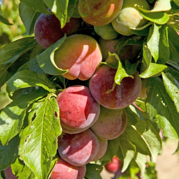 Cluster of ripe red and green plums hanging on a tree branch surrounded by green leaves.