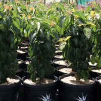 Young Pyrus 'Spright' Dwarf Ornamental Pear trees with lush green leaves are displayed outdoors, each nestled in a black 13" pot.