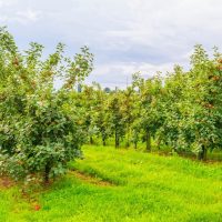 Apple orchard with rows of trees bearing red apples on a grassy field under a cloudy sky.