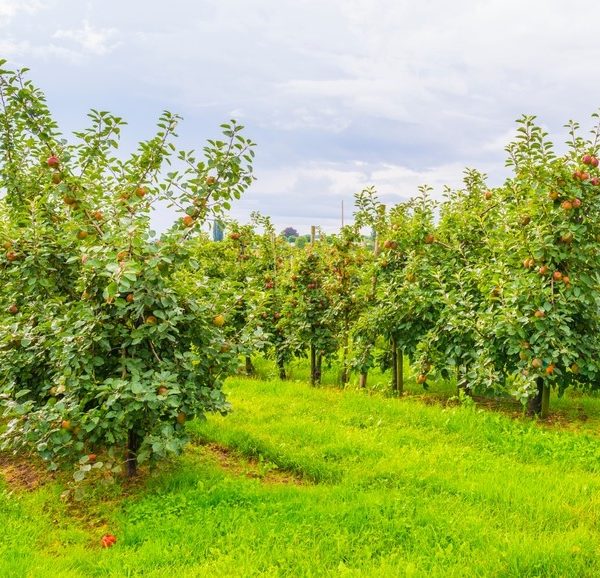 Apple orchard with rows of trees bearing red apples on a grassy field under a cloudy sky.