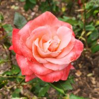 Close-up of a Rose 'Brigadoon' Bush Form in full bloom, its pink petals contrasting beautifully with lush green leaves and the rich brown soil in the background.